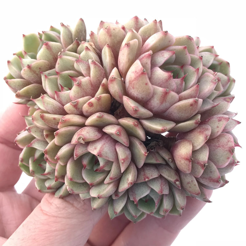 ben badis succulent Echeveria Ben Badis Cluster 3" Rare Succulent Plant – True Succulents Plant Co