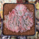 Echeveria 'Florence' Crested 2"-3" Succulent Plant