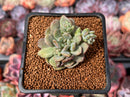 Echeveria 'Denteulajjaem' Variegated 1" Succulent Plant