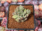 Echeveria 'Denteulajjaem' Variegated 1" Succulent Plant