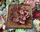 Echeveria Agavoides 'Magic Crown' 2" Succulent Plant