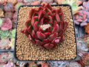 Echeveria Agavoides 'Prolifera' 3" Succulent Plant
