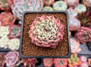 Echeveria 'Zaragoza' 2" Succulent Plant