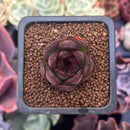 Echeveria 'Black Tiger' 1" Succulent Plant