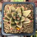 Echeveria Agavoides 'Planetary Stars' 1" Succulent Plant