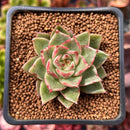 Echeveria Agavoides 'Cass' 2" Succulent Plant