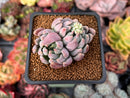 Echeveria 'Hamilton' 2" Cluster New Hybrid Succulent Plant