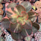 Echeveria 'Primadonna' Variegated 5"-6" Succulent Plant