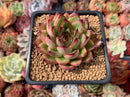 Echeveria Agavoides 'Toby' 2" Succulent Plant