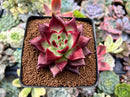 Echeveria Agavoides 'Canvas' 3" Succulent Plant