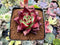 Echeveria Agavoides 'Canvas' 3" Succulent Plant