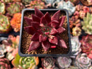Echeveria Agavoides 'Fire Eagle' 2" New Hybrid Succulent Plant