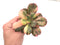 Echeveria 'Primadonna' Variegated 4" Rare Succulent
