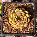 Echeveria Hybrid sp. 1" Succulent Plant