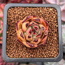 Echeveria Agavoides 'Ebony' 1" Succulent Plant