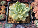 Echeveria 'Bluette' Variegated 3" Succulent Plant