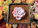 Echeveria 'Laui' 2" Succulent Plant