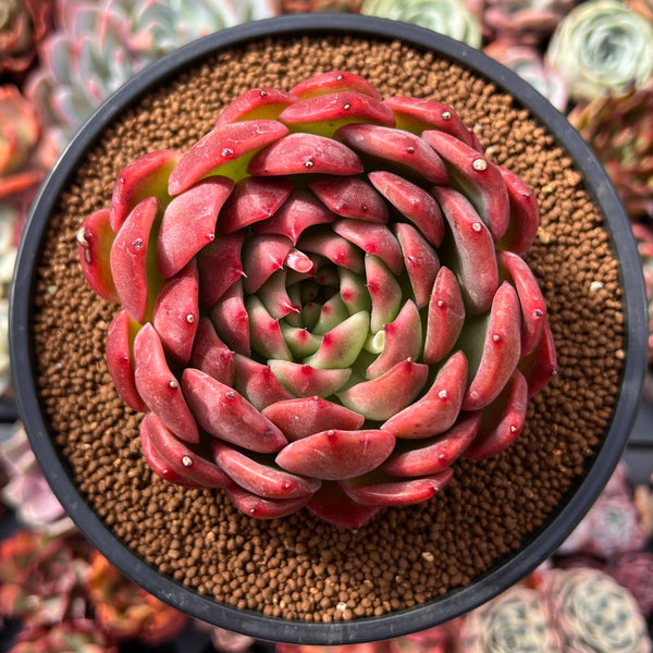 Echeveria Agavoides 'Deep Red' 4"-5" New Hybrid Succulent Plant