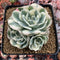 Echeveria 'Compton Carousel' Variegated 4" Cluster Succulent Plant