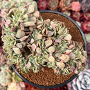 Echeveria 'Lemon and Lime' Crested 4" Succulent Plant