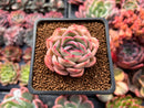 Echeveria 'Strawberry Ice' 1" Succulent Plant