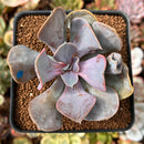 Echeveria 'Valkyrie' 2"-3" Succulent Plant