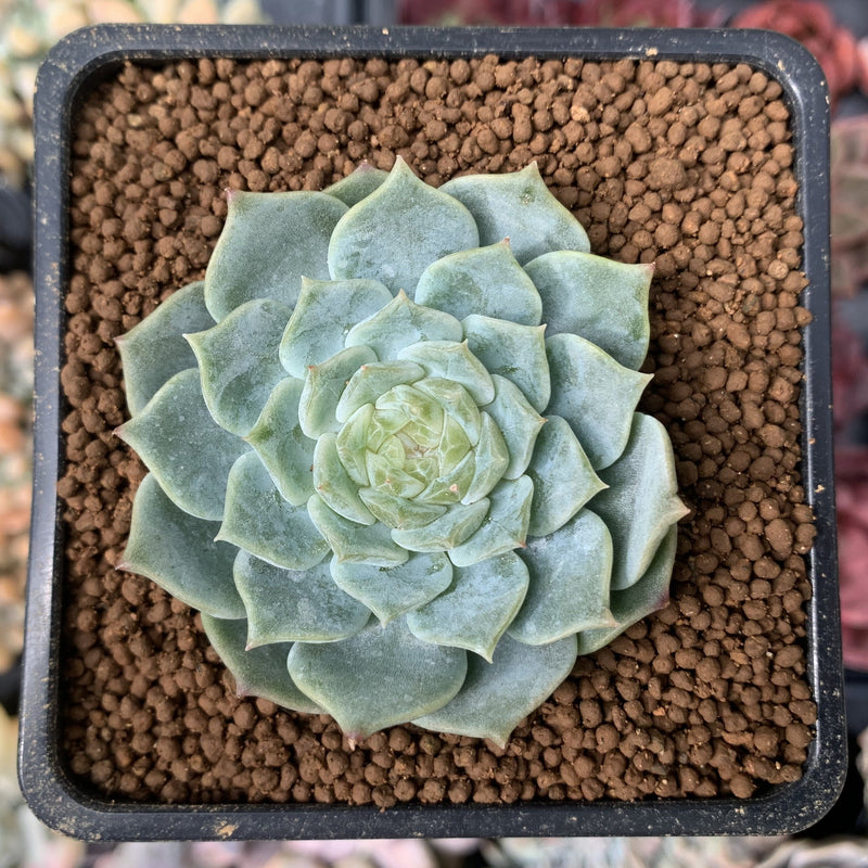 pure succulents plants Echeveria 'Pure Love' 1