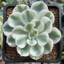 Echeveria 'Compton Carousel' 2" Succulent Plant