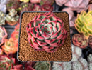 Echeveria Agavoides 'Fire Pillar' 3" Succulent Plant