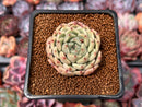 Echeveria 'Herbion' 1"-2" Succulent Plant