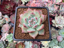 Echeveria 'Gold Peach' 2" Succulent Plant
