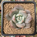 Echeveria 'Purple Champaign' 2" Succulent Plant