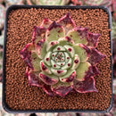 Echeveria Agavoides 'Sarabony' 2" (Seed Grown) Succulent Plant