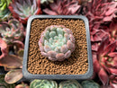Echeveria 'Viyant' 1" Succulent Plant