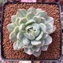 Echeveria Agavoides 'Queen Maria' Variegated 2"-3" Rare Succulent Plant