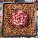 Echeveria sp. 1" Succulent Plant