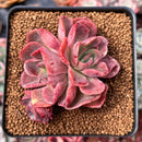 Echeveria 'Silk-Q' 2" Succulent Plant