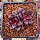 Echeveria Agavoides 'Pine Rose' 1" Succulent Plant
