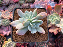 Echeveria 'Luella' Variegated 3" Succulent Plant