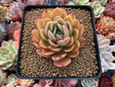 Echeveria Agavoides 'Raja' 3"-4" Succulent Plant