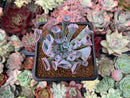 Echeveria 'Trumpet Pinky' 2" Succulent Plant