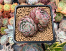Echeveria 'Charlesrose' 2"-3" Cluster Succulent Plant