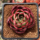Echeveria 'Marshmallow' 2" Succulent Plant