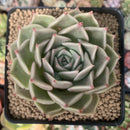 Echeveria Agavoides sp. 3" Succulent Plant