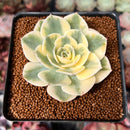 Echeveria 'Compton Carousel' 2" Succulent Plant