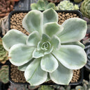 Echeveria 'Lemon Lime' Variegated 3" Succulent Plant