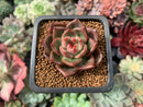Echeveria Agavoides 'Red Wine' 1" Succulent Plant
