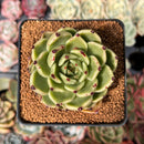Echeveria Agavoides 'Sarabony' 2" Succulent Plant