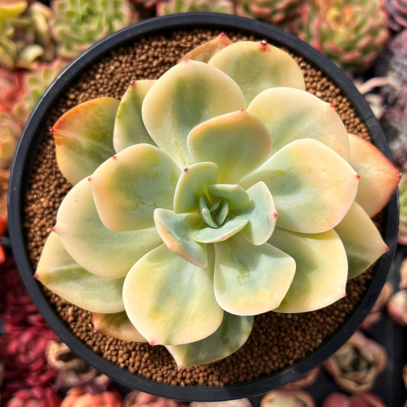 variegated leaf succulent Echeveria 'Hakuhou' Variegated 4