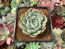 Echeveria 'Primera' 2" Succulent Plant
